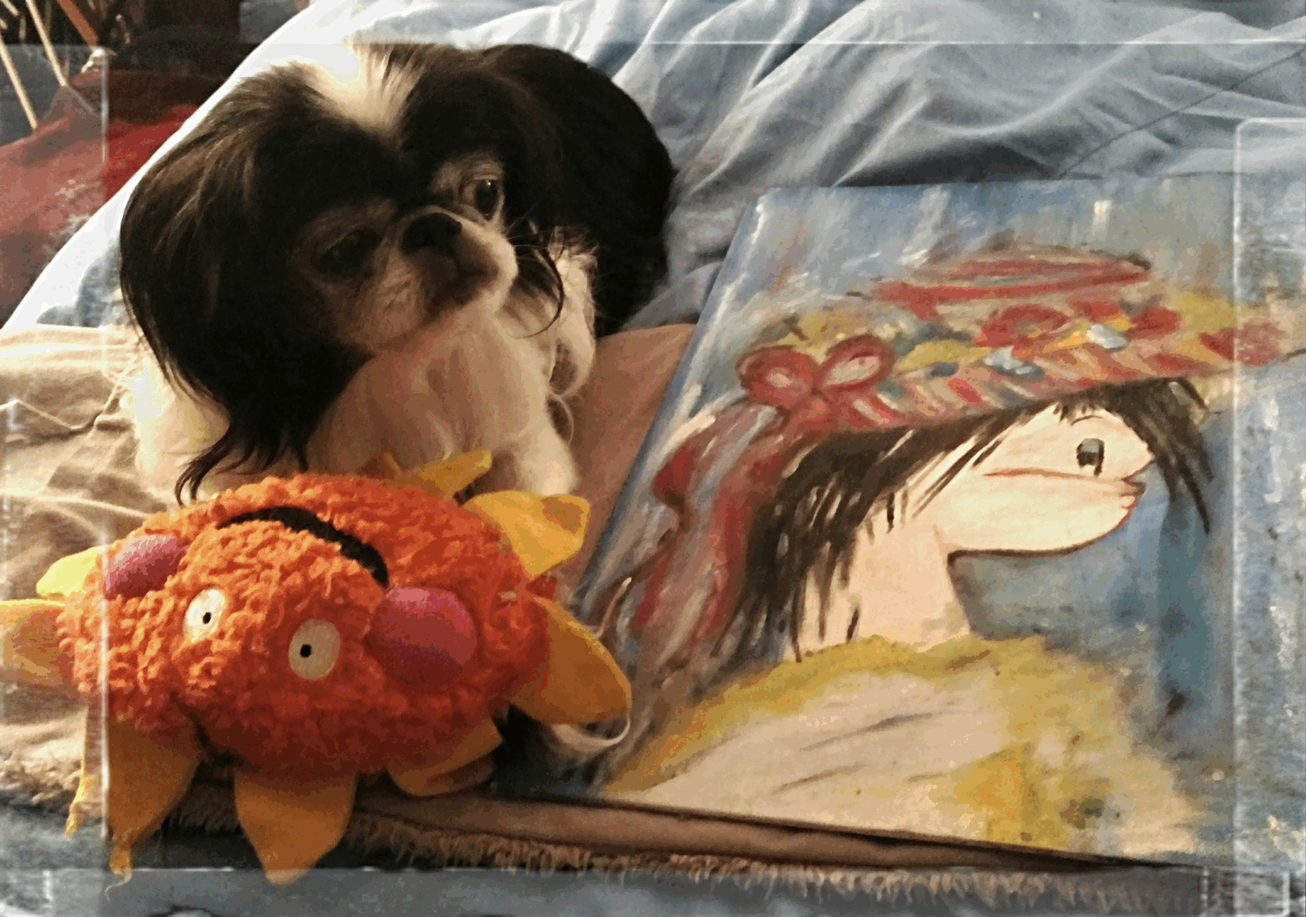 aviary image 1526222084955 scaled