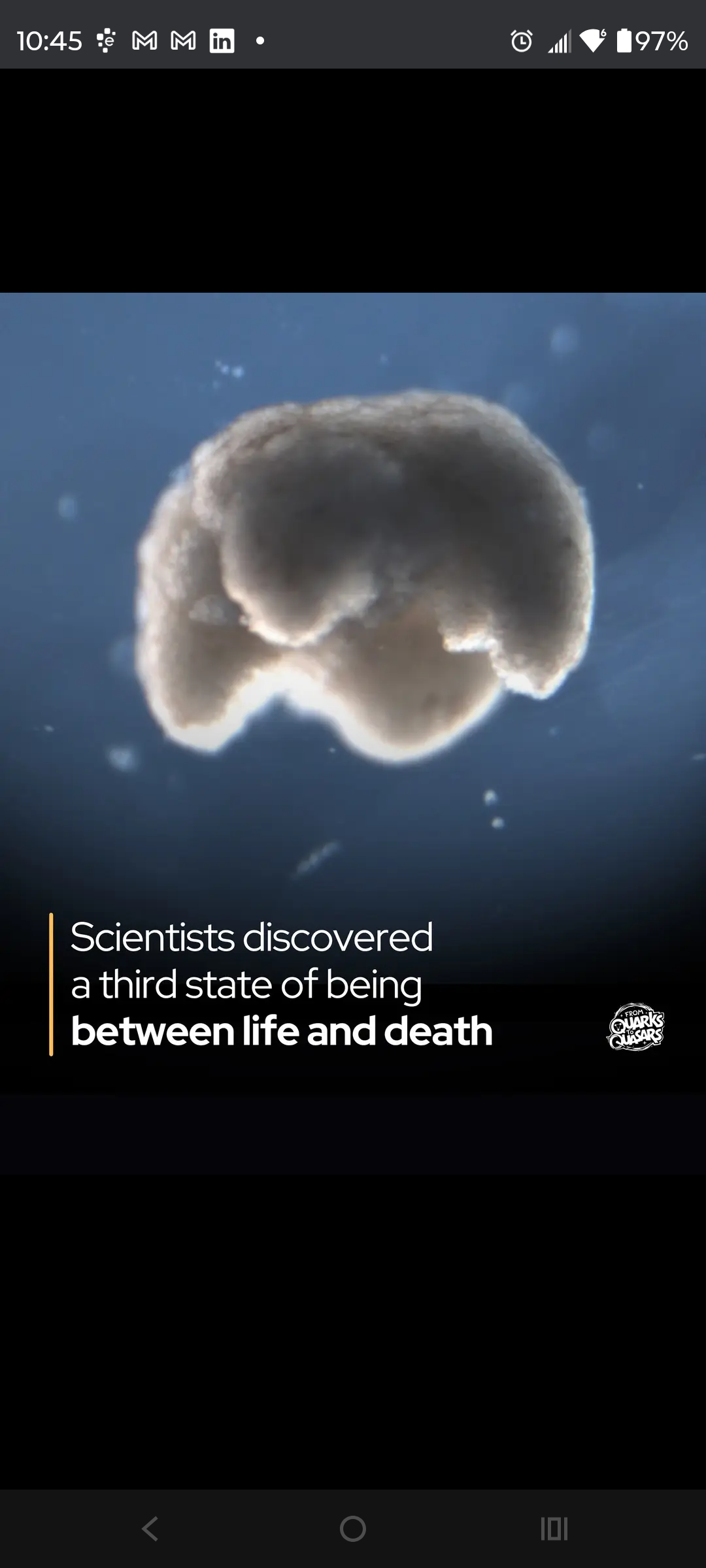 Between Life And Death Cells